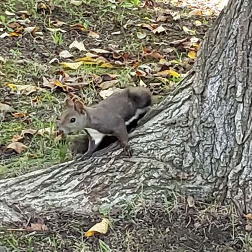 あいの里公園エゾリス