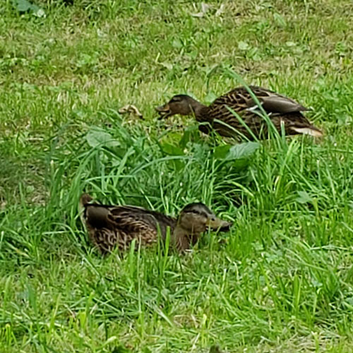 あいの里公園カモ